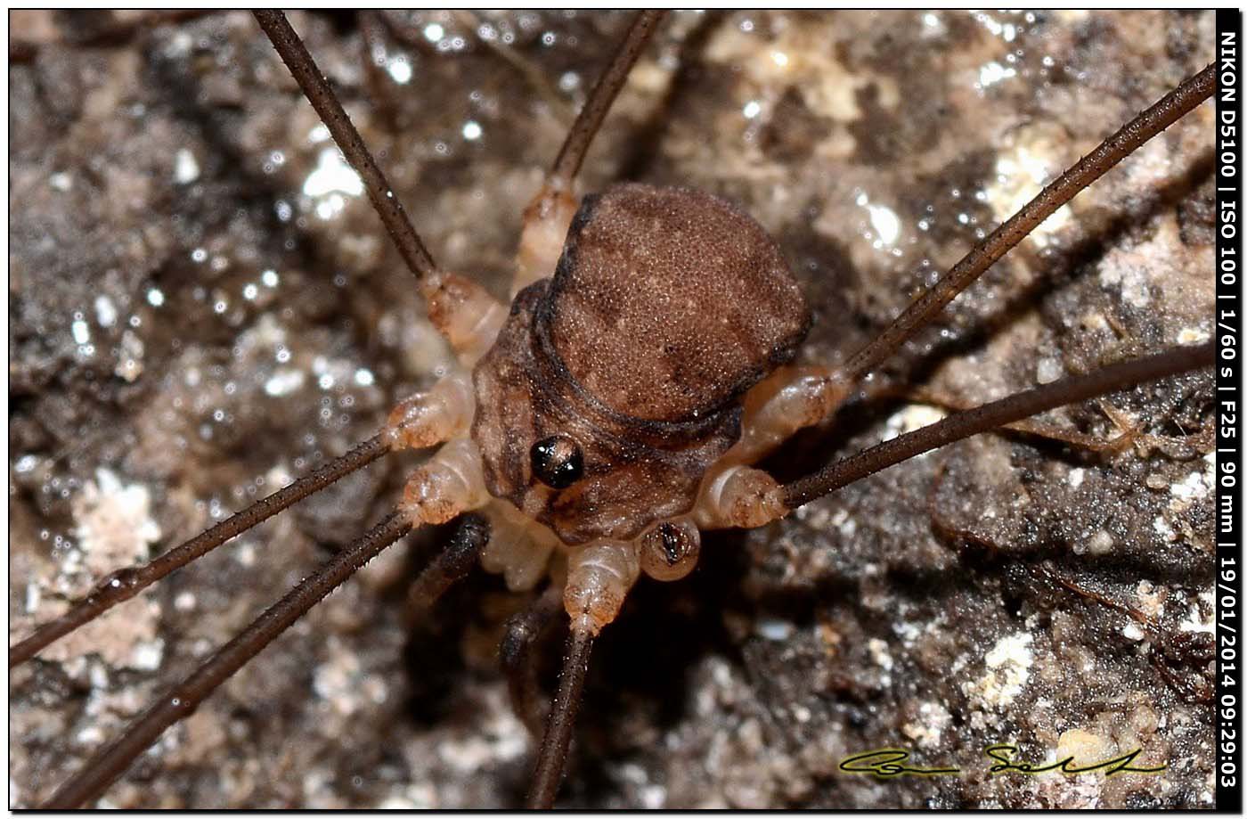 Nelima sp. ♂